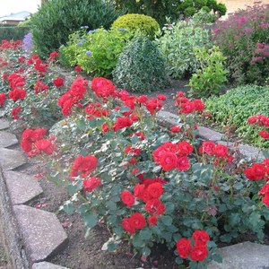 Warm scarlet red - bed and borders rose - floribunda